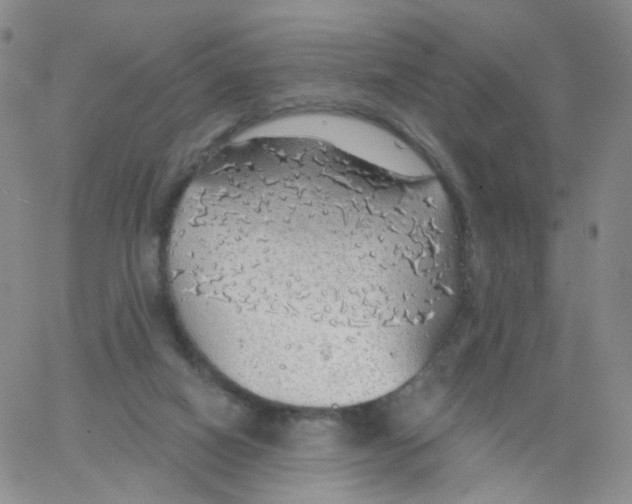 X0000062910066200602101842