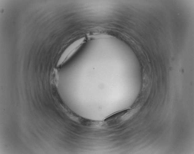 X0000062910096200602101843