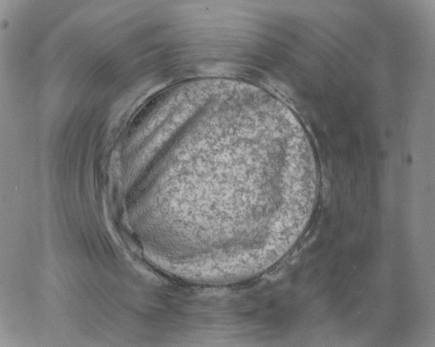 X0000062910097200602101842