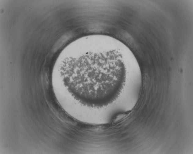 X0000062910116200602101842