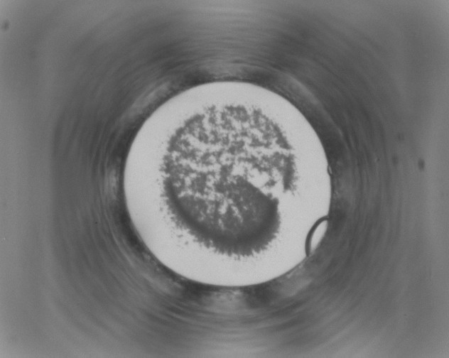 X0000062910124200602101841