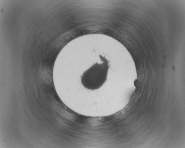 X0000062910136200602101841