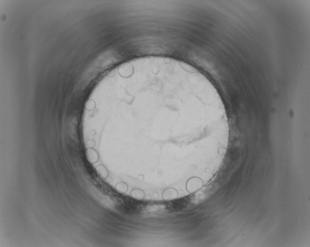 X0000062910162200602101841