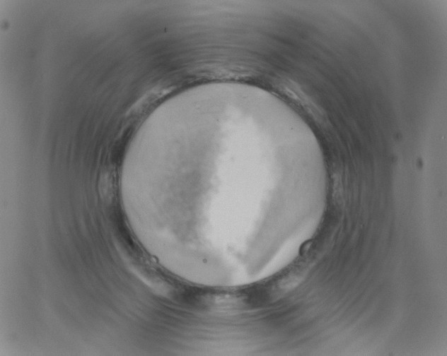 X0000062910165200602101841