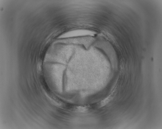 X0000062910166200602101841