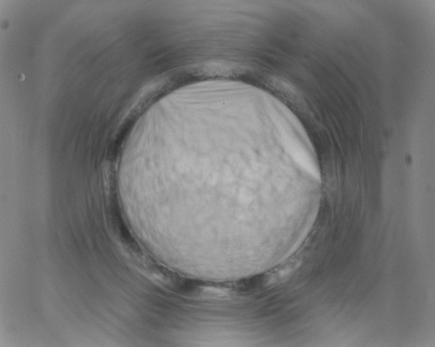 X0000062910167200602101841