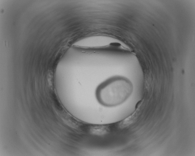 X0000062910175200602101841