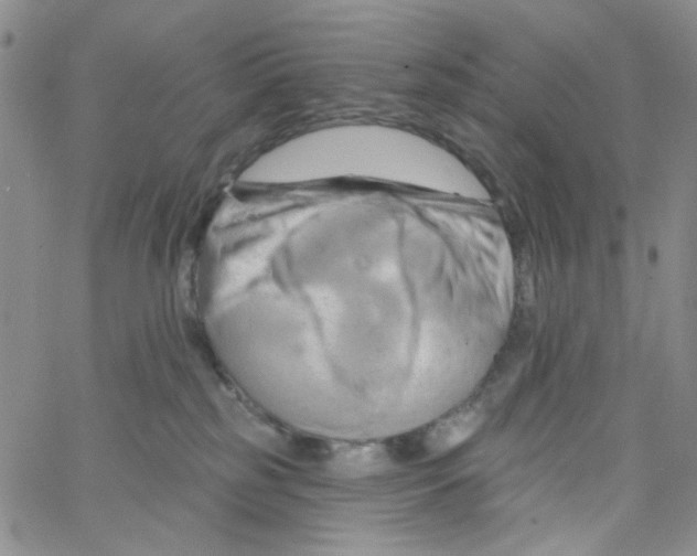 X0000062910185200602101841