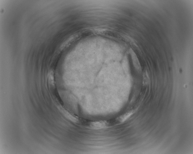 X0000062910238200602101840