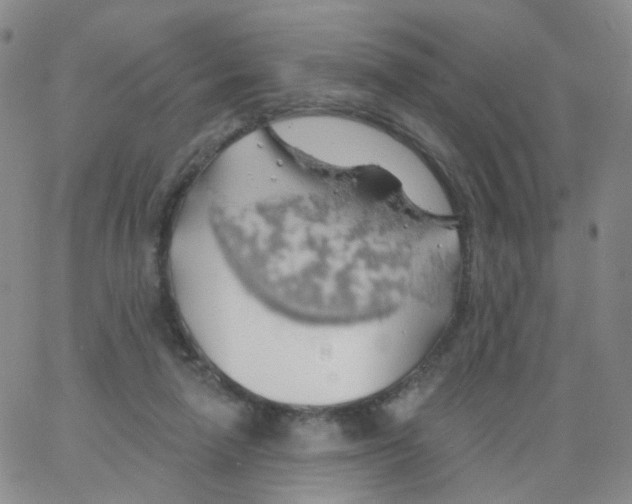 X0000062910258200602101839