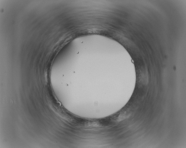 X0000062910262200602101839