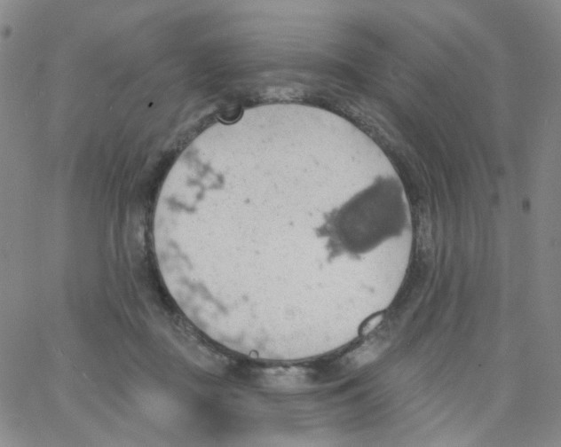 X0000062910363200602101838