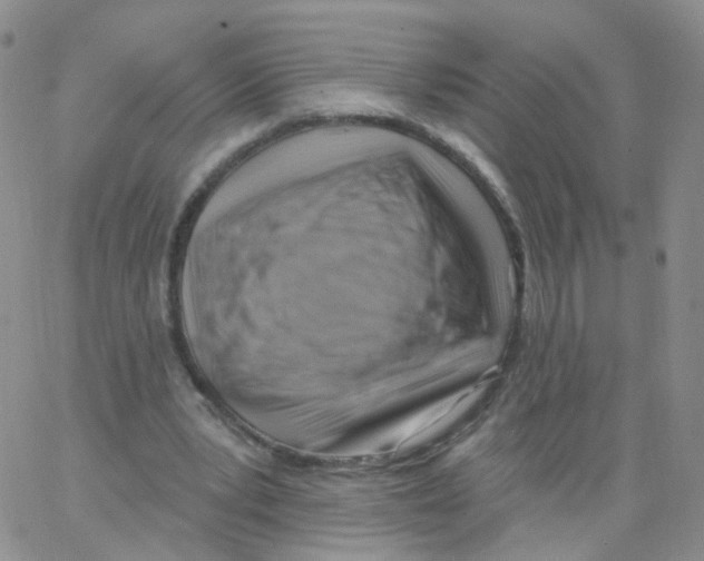 X0000062910391200602101837