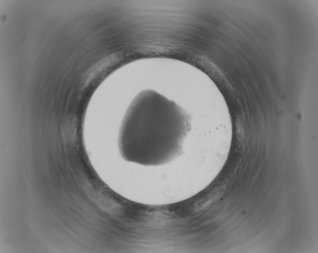 X0000062910396200602101837