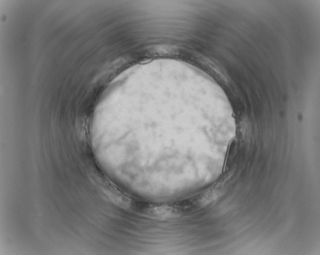 X0000062910423200602101837