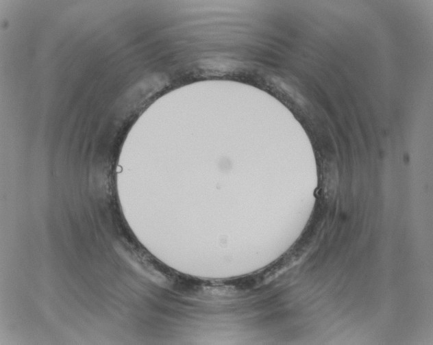 X0000062910455200602101836