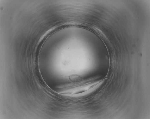 X0000062910484200602101836