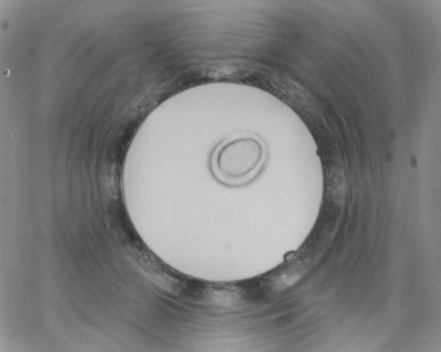 X0000062910510200602101835