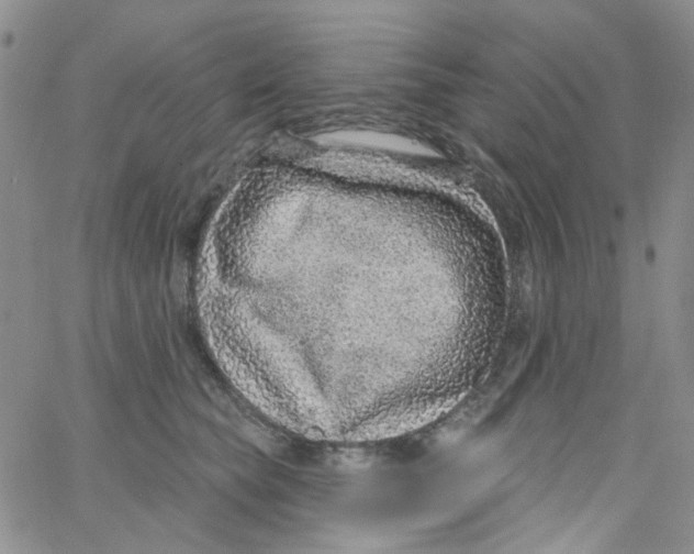 X0000062910565200602101835