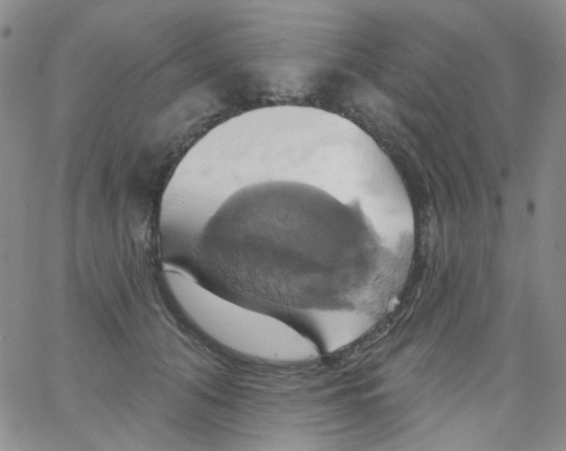 X0000062910608200602101834