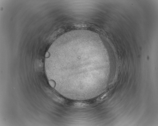 X0000062910614200602101833