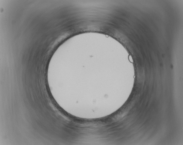 X0000062910625200602101833