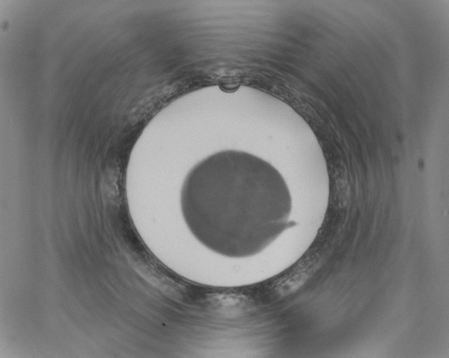 X0000062910654200602101833