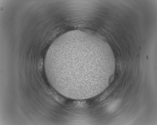 X0000062910660200602101833