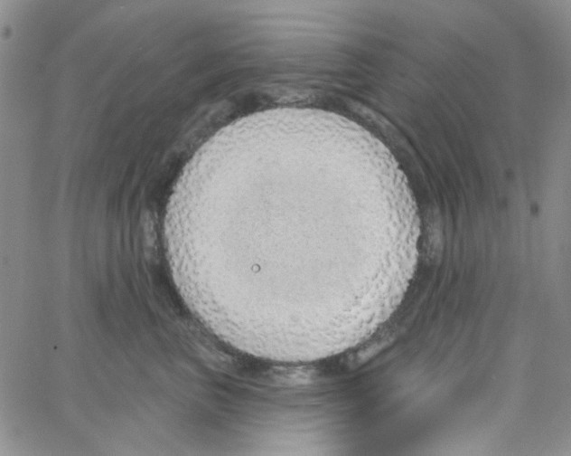 X0000062910667200602101833