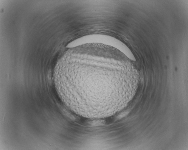 X0000062910670200602101833