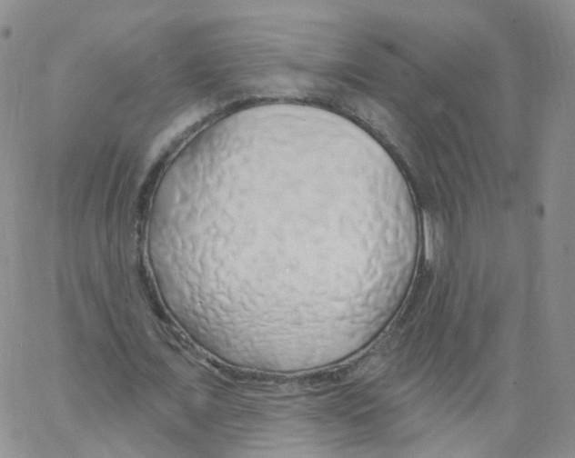 X0000062910675200602101832