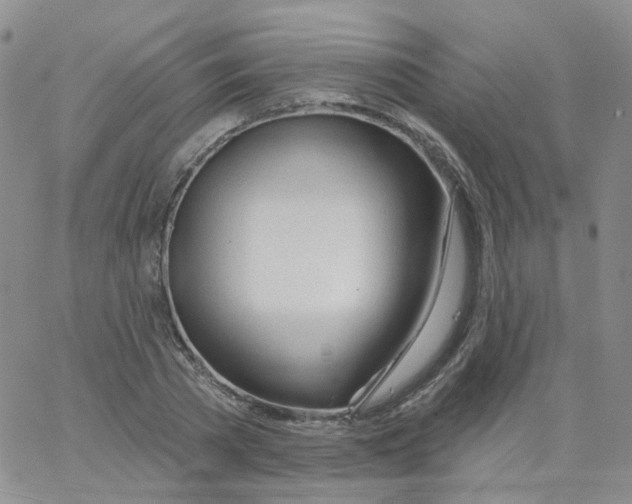 X0000062910785200602101831