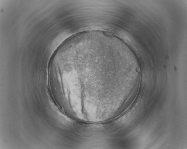 X0000062910844200602101830