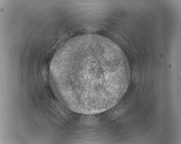 X0000062910866200602101829