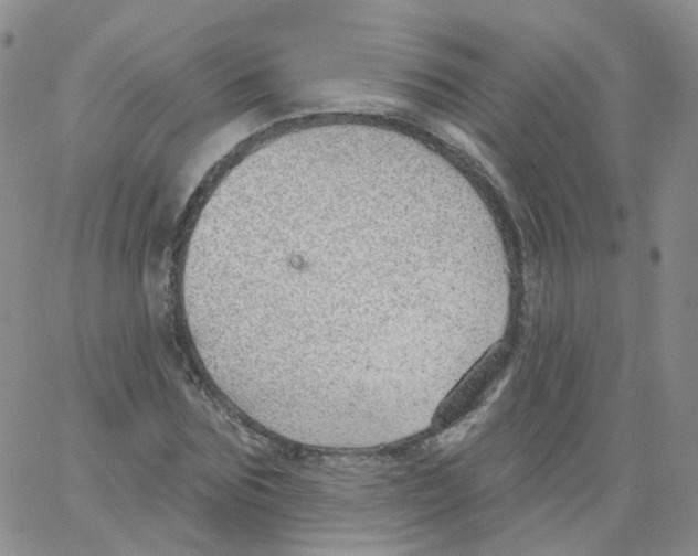 X0000062910875200602101829