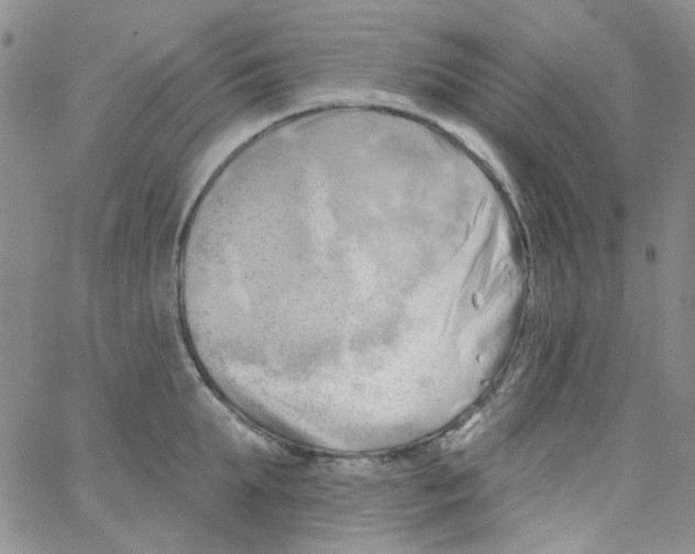 X0000062910903200602101829