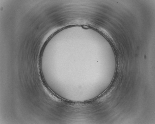 X0000062910942200602101828