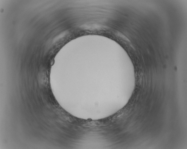 X0000062910966200602101828