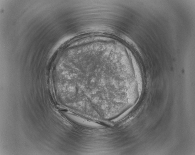 X0000062911019200602101826