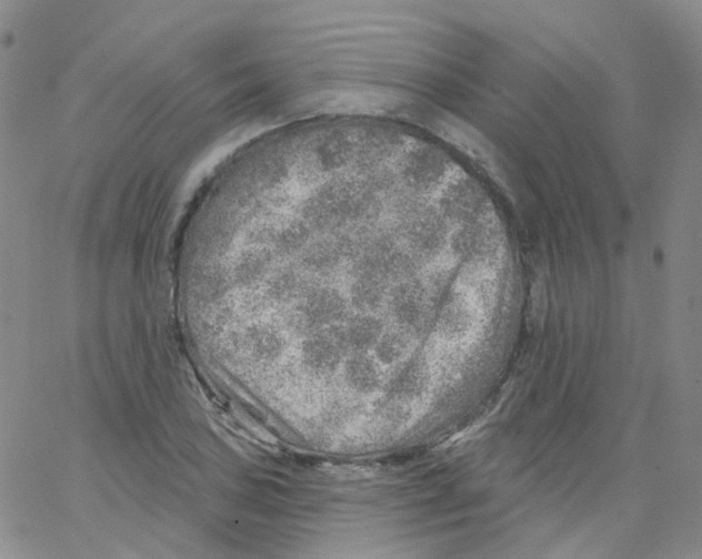 X0000062911027200602101827