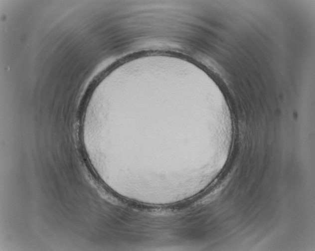 X0000062911029200602101827