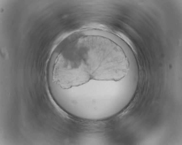 X0000062911055200602101827