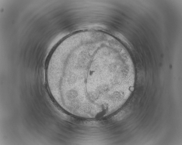 X0000062911079200602101826