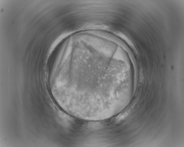 X0000062911094200602101826