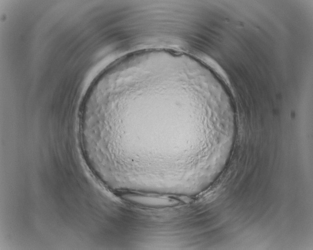 X0000062911096200602101826