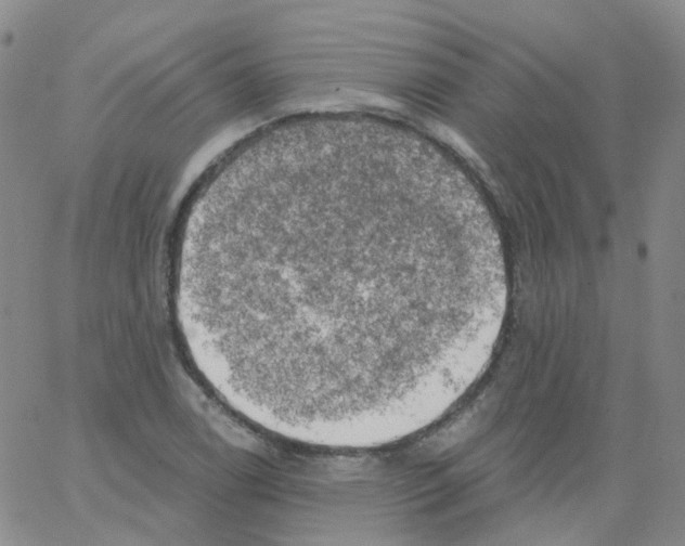 X0000062911122200602101825