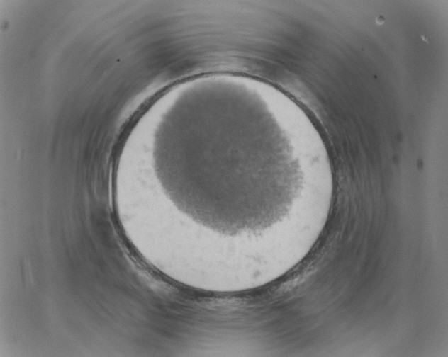 X0000062911127200602101825