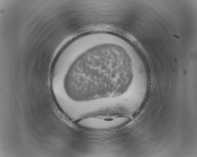 X0000062911232200602101824