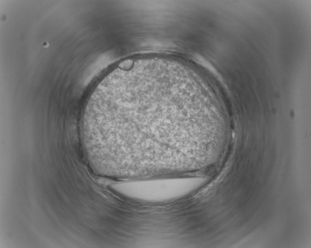 X0000062911259200602101823