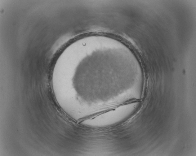 X0000062911263200602101823